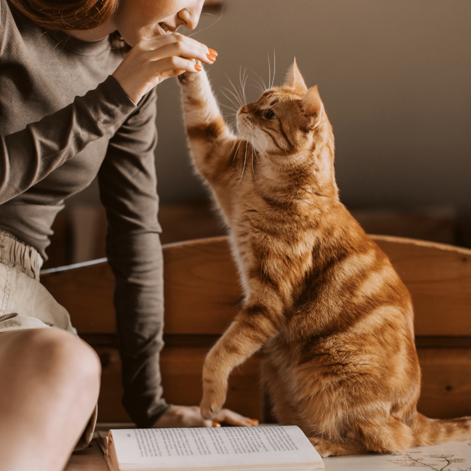 Caring for Your Pets: Essentials for a Happy and Healthy Life