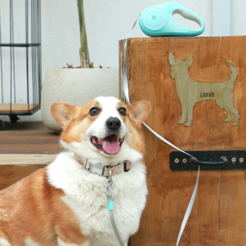 automatic retractable lighting dog leash