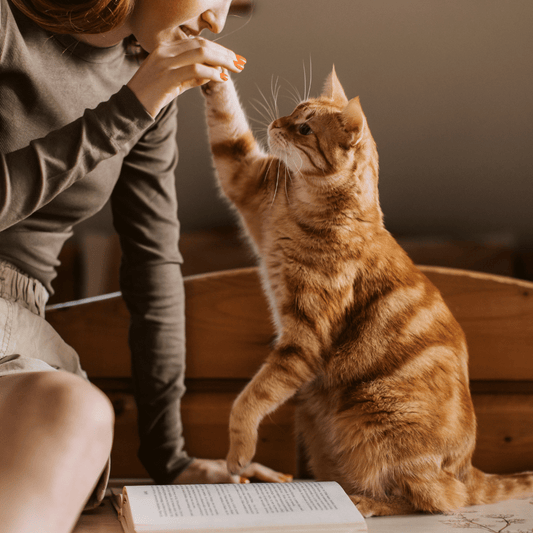 Caring for Your Pets: Essentials for a Happy and Healthy Life